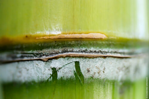 bamboo macro photography