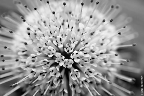 Button Bush Flower