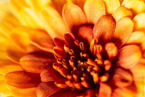 macro flower photography